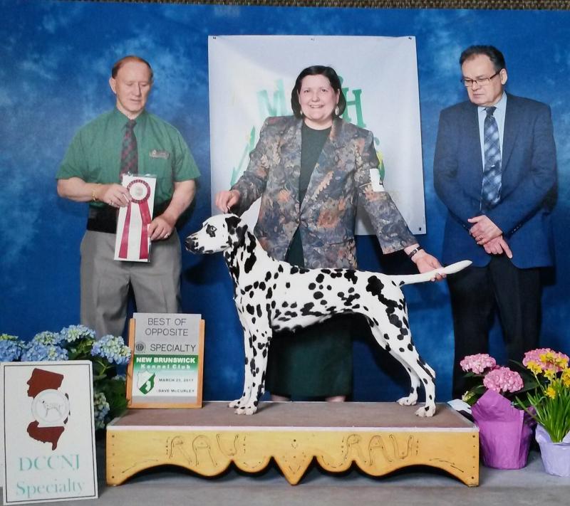 Shimmer won Best of Opposite at the Dalmatian Club of New Jersey Specialty