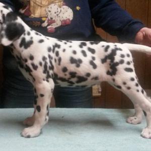 2017 - Shimmer X George Pups - Lenox