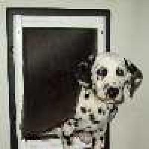 Arrow sits in the doggie door