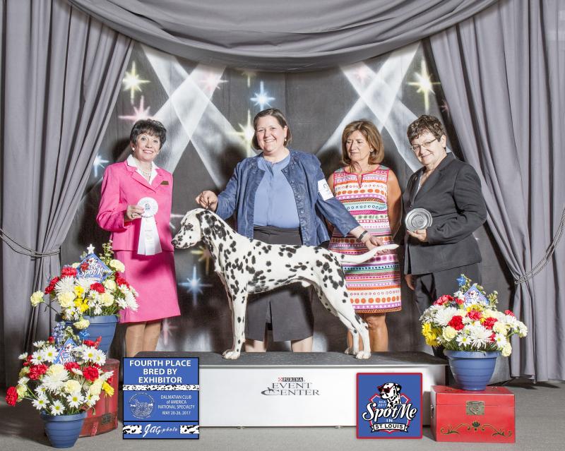 Bolero is a great grandson of Irish Jigs. 