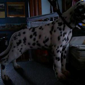 Arrow at 7 weeks stacked